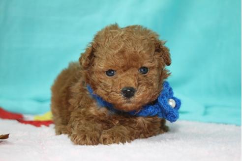 成約済の大分県のトイプードル-27079の1枚目