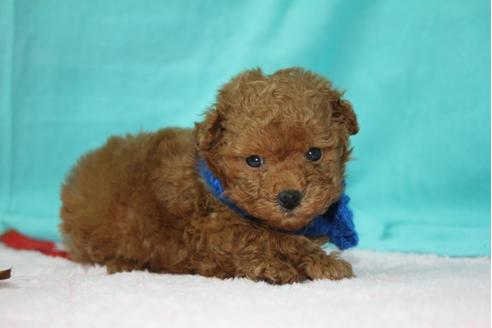 成約済の大分県のトイプードル-27079の2枚目