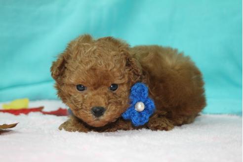 成約済の大分県のトイプードル-27079の3枚目