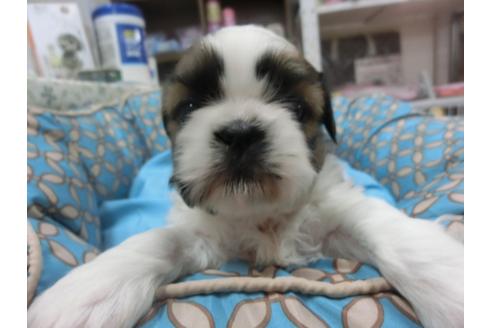 成約済の福岡県のシーズー-27082の1枚目