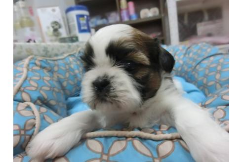 成約済の福岡県のシーズー-27082の2枚目