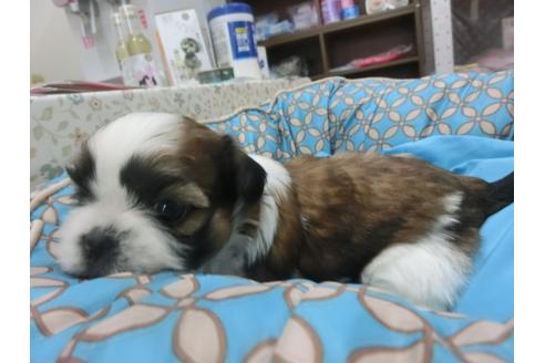 成約済の福岡県のシーズー-27082の3枚目