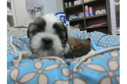 成約済の福岡県のシーズー-27082の4枚目