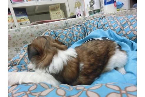 成約済の福岡県のシーズー-27082の5枚目