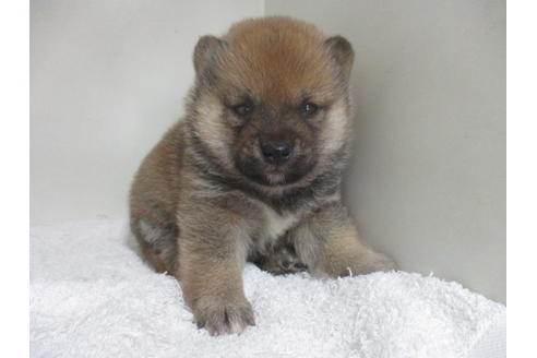 成約済の岡山県の豆柴-27104の2枚目