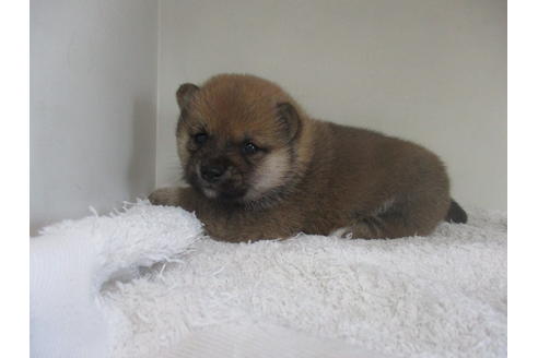 成約済の岡山県の豆柴-27104の1枚目