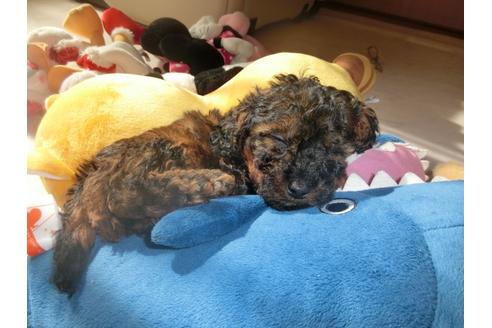 成約済の神奈川県のトイプードル-27114の1枚目