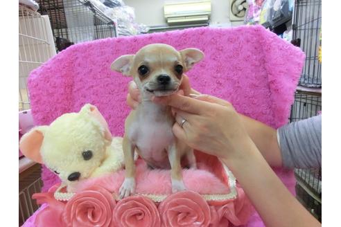 成約済の京都府のチワワ-27118の1枚目