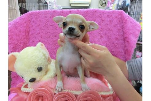 成約済の京都府のチワワ-27118の2枚目