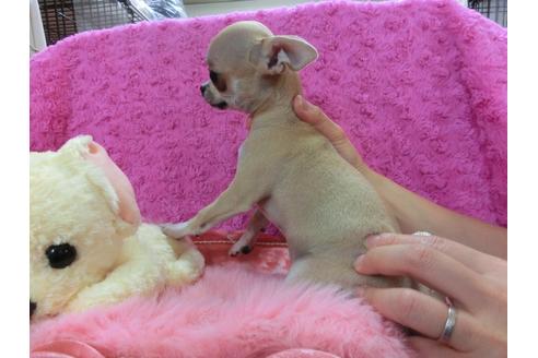 成約済の京都府のチワワ-27118の3枚目