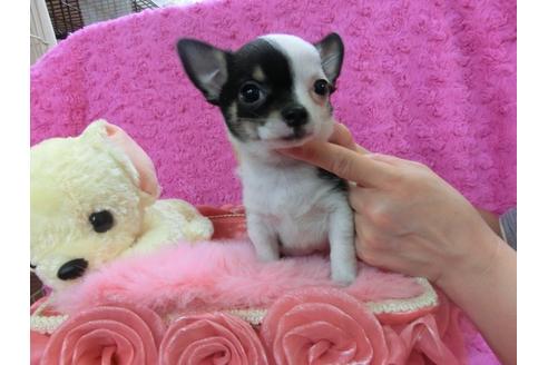 成約済の京都府のチワワ-27119の3枚目