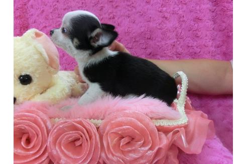 成約済の京都府のチワワ-27119の1枚目