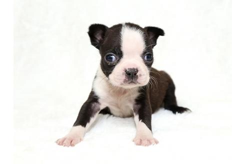 成約済の栃木県のボストンテリア-27120の1枚目