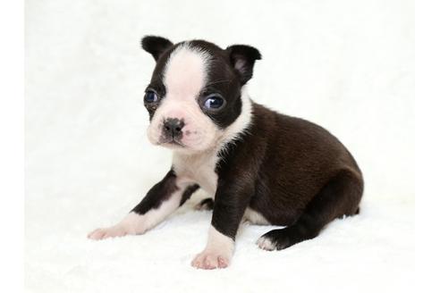 成約済の栃木県のボストンテリア-27120の2枚目