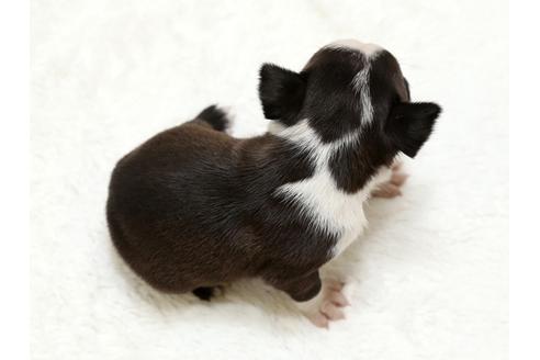 成約済の栃木県のボストンテリア-27120の4枚目