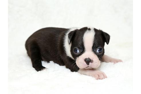 成約済の栃木県のボストンテリア-27121の2枚目