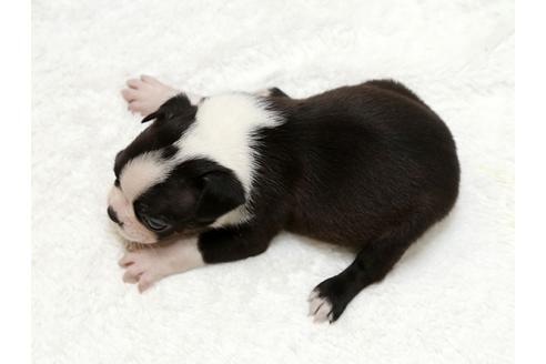 成約済の栃木県のボストンテリア-27121の4枚目