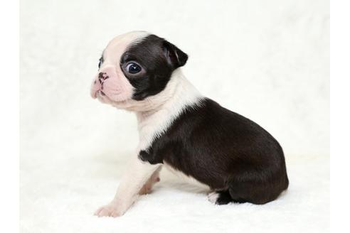 成約済の栃木県のボストンテリア-27122の2枚目