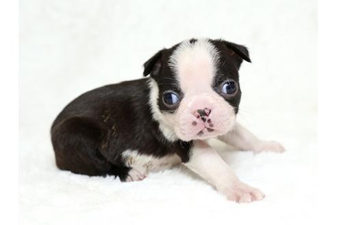 成約済の栃木県のボストンテリア-27122の3枚目