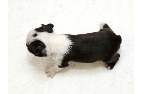 成約済の栃木県のボストンテリア-27122の4枚目