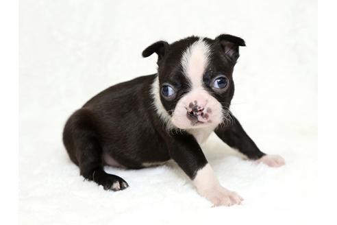 成約済の栃木県のボストンテリア-27123の2枚目