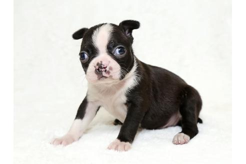 成約済の栃木県のボストンテリア-27123の3枚目