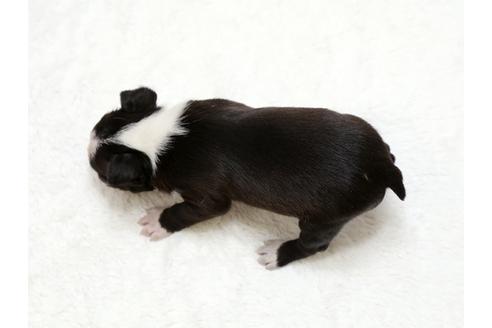 成約済の栃木県のボストンテリア-27123の4枚目