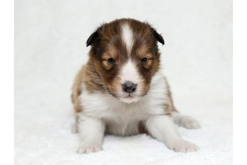 成約済の栃木県のシェットランドシープドッグ(シェルティ)-27124の1枚目