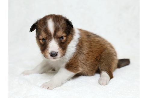 成約済の栃木県のシェットランドシープドッグ(シェルティ)-27124の2枚目