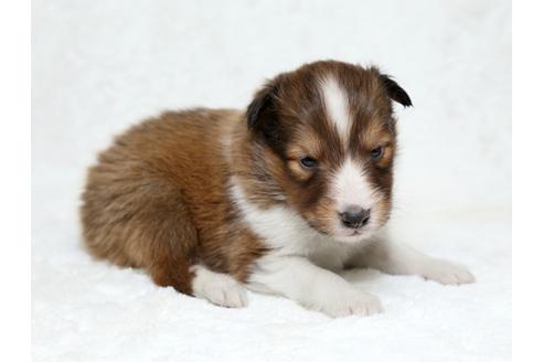 成約済の栃木県のシェットランドシープドッグ(シェルティ)-27124の3枚目