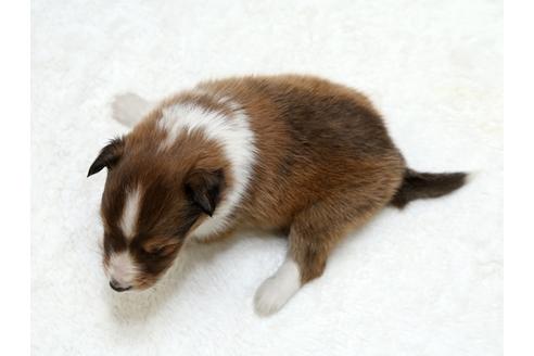 成約済の栃木県のシェットランドシープドッグ(シェルティ)-27124の4枚目