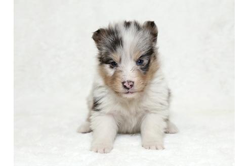 成約済の栃木県のシェットランドシープドッグ(シェルティ)-27125の4枚目