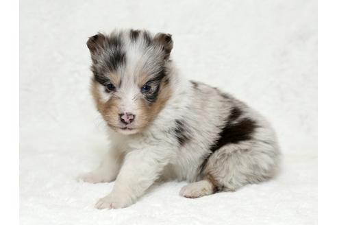 成約済の栃木県のシェットランドシープドッグ(シェルティ)-27125の1枚目