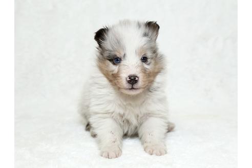 成約済の栃木県のシェットランドシープドッグ(シェルティ)-27126の1枚目