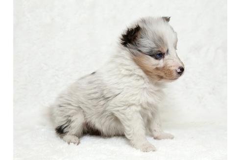 成約済の栃木県のシェットランドシープドッグ(シェルティ)-27126の2枚目