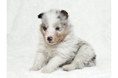 成約済の栃木県のシェットランドシープドッグ(シェルティ)-27126の3枚目