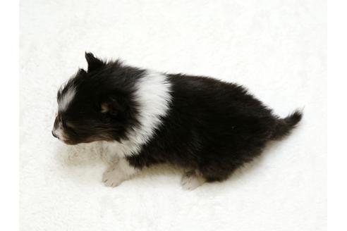 成約済の栃木県のシェットランドシープドッグ(シェルティ)-27127の3枚目