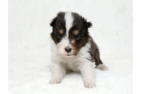 成約済の栃木県のシェットランドシープドッグ(シェルティ)-27128の1枚目