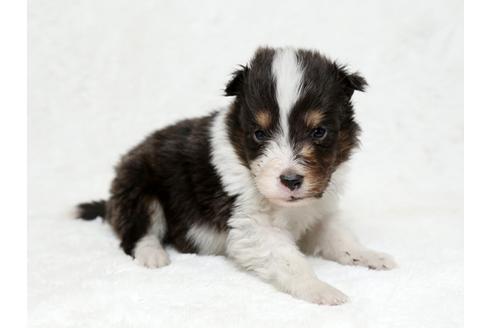 成約済の栃木県のシェットランドシープドッグ(シェルティ)-27128の2枚目