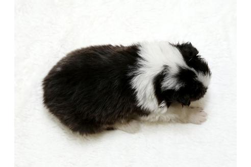 成約済の栃木県のシェットランドシープドッグ(シェルティ)-27128の4枚目