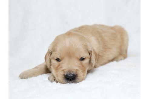 成約済の栃木県のゴールデンレトリーバー-27129の3枚目