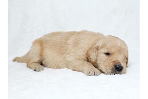 成約済の栃木県のゴールデンレトリーバー-27129の1枚目