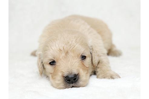 成約済の栃木県のゴールデンレトリーバー-27130の1枚目