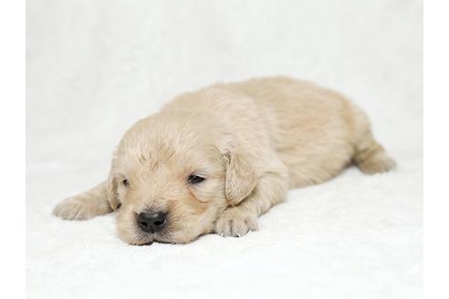 成約済の栃木県のゴールデンレトリーバー-27130の3枚目