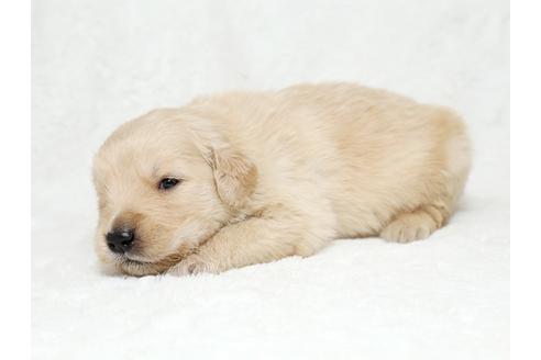 成約済の栃木県のゴールデンレトリーバー-27131の3枚目