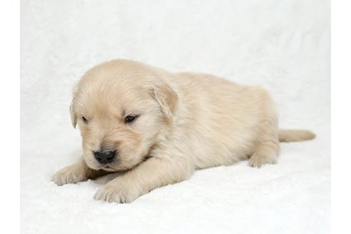 成約済の栃木県のゴールデンレトリーバー-27132の3枚目