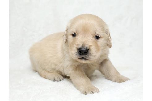 成約済の栃木県のゴールデンレトリーバー-27132の1枚目