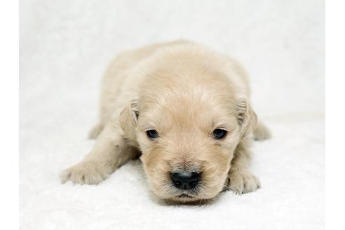 成約済の栃木県のゴールデンレトリーバー-27133の2枚目