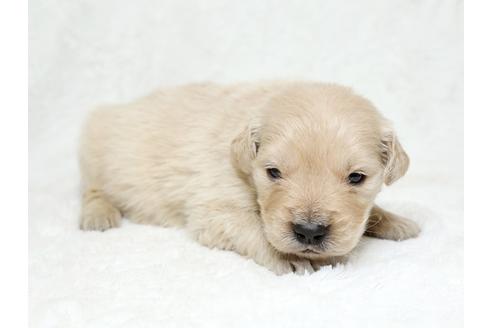 成約済の栃木県のゴールデンレトリーバー-27133の1枚目