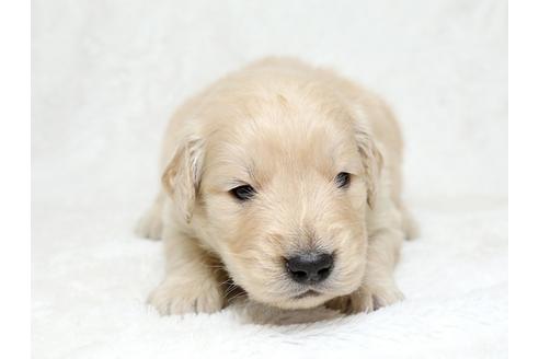 成約済の栃木県のゴールデンレトリーバー-27134の1枚目